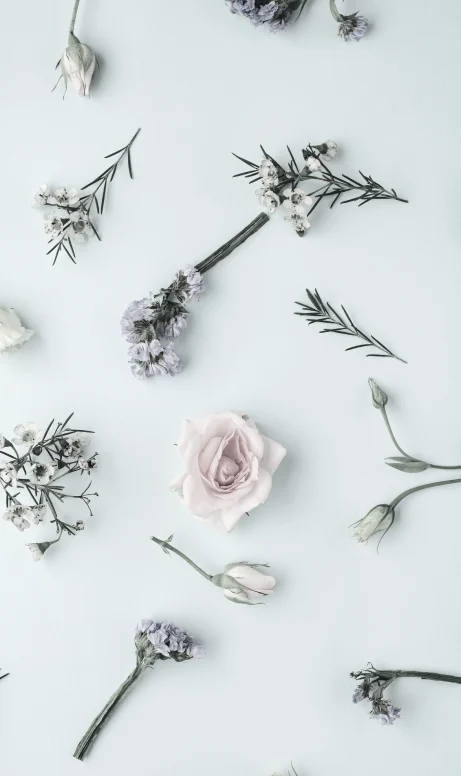 Fiori e botaniche per lo sviluppo di una fragranza su misura